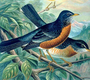 Merle d'Am�rique