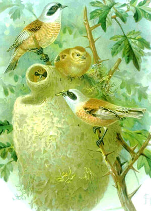 Rémiz penduline