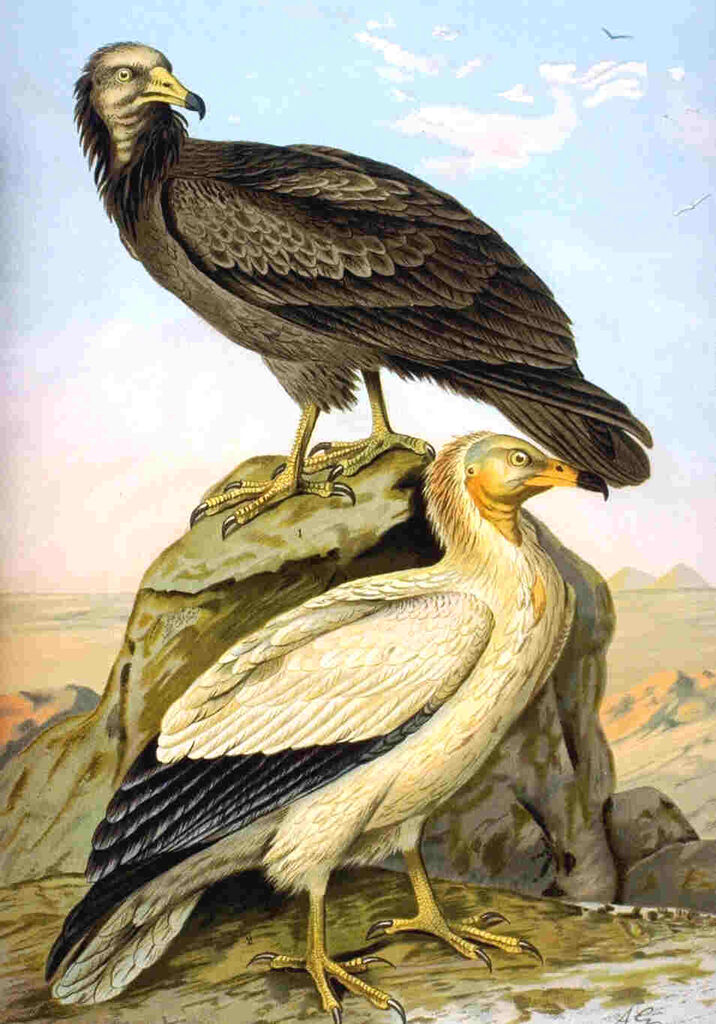 Vautour percnoptère - Neophron percnopterus