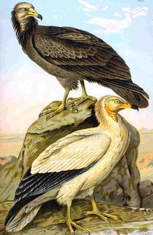 Vautour percnoptère