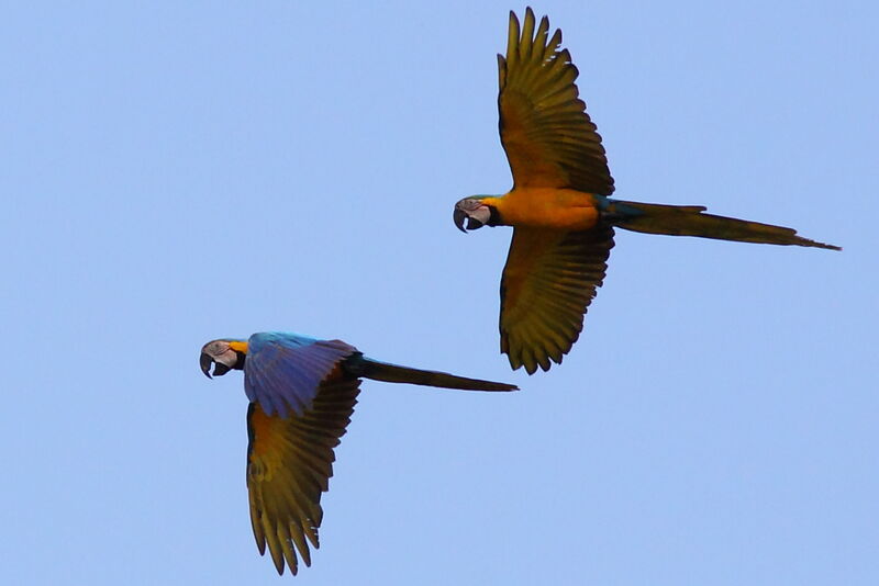 Blue-and-yellow Macawadult, Flight