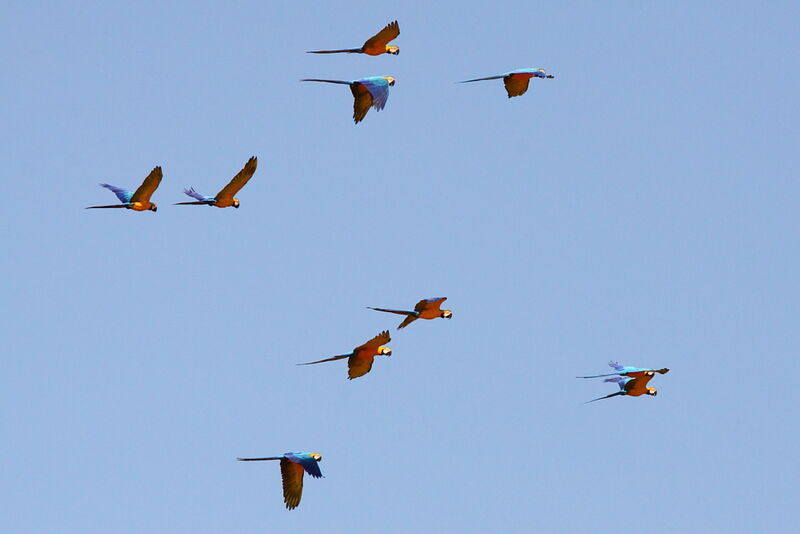 Blue-and-yellow Macawadult, Flight, Behaviour