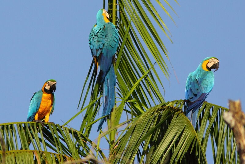 Blue-and-yellow Macawadult, Behaviour