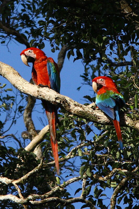 Red-and-green Macaw adult, identification