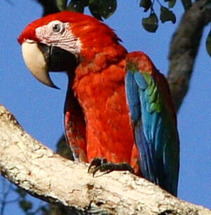 Ara chloroptère