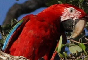 Red-and-green Macaw