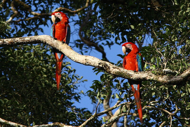 Red-and-green Macaw adult