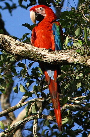 Red-and-green Macaw