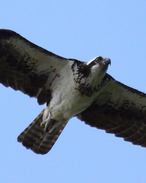Western Osprey 
&copy; Johann Tascon