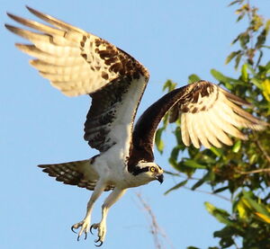 Western Osprey 
&copy; Johann Tascon