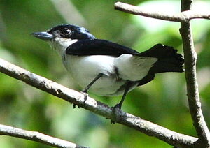 Glossy-backed Becard
