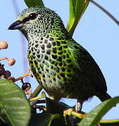 Spotted Tanager