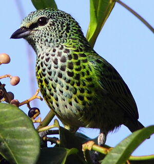 Calliste syacou