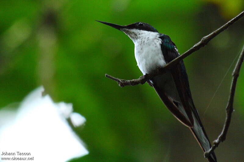 Colibri oreillard, identification