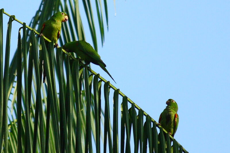 Conure pavouane, identification