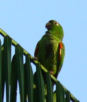 White-eyed Parakeet