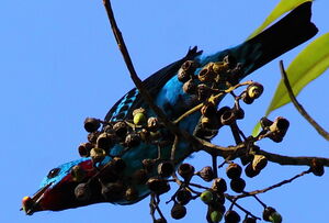 Spangled Cotinga