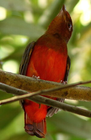 Guianan Red Cotinga