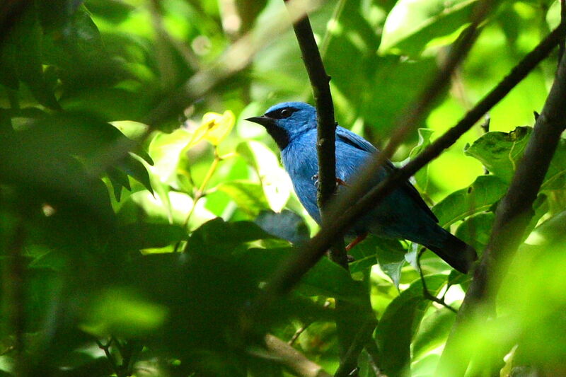 Dacnis bleu mâle adulte