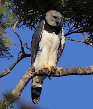 Harpie f�roce