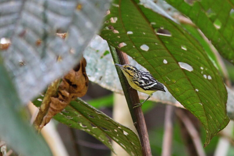 Pygmy Antwrenadult, identification