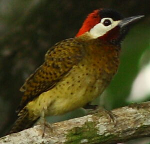 Spot-breasted Woodpecker