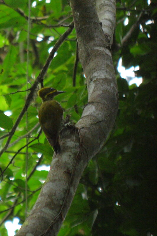 Golden-green Woodpecker female adult