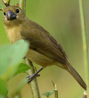 Wing-barred Seedeater