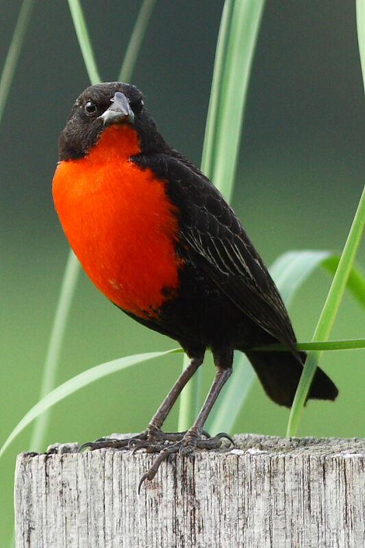 Red-breasted Blackbird male adult