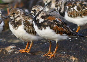 Ruddy Turnstone