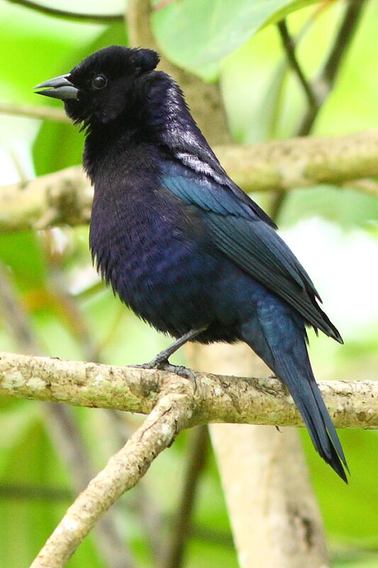 Shiny Cowbird male adult, identification