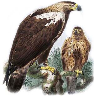Aigle ibérique
