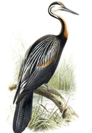 African Darter