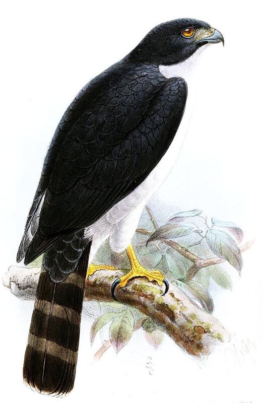 Grey-bellied Hawk