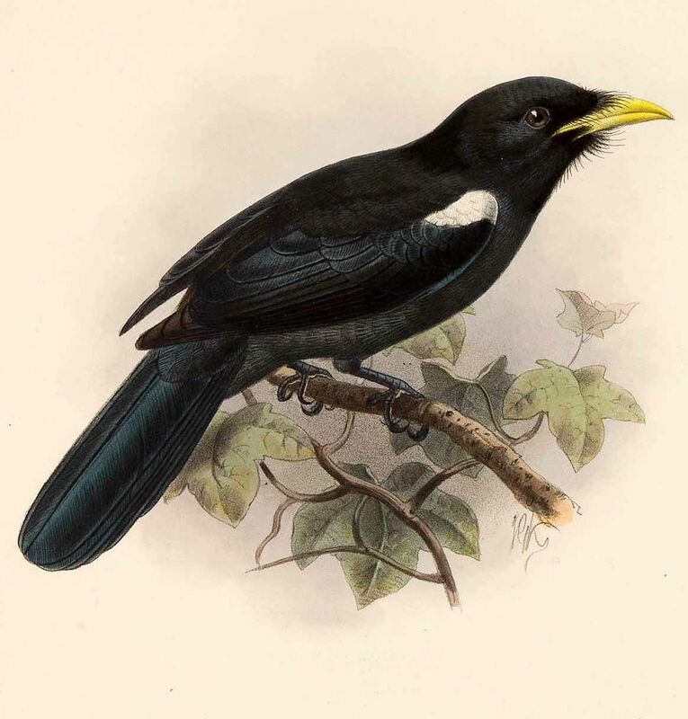 Yellow-billed Nunbird