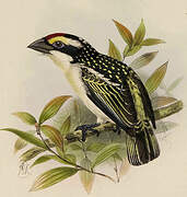 Red-fronted Barbet