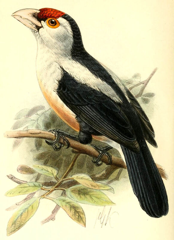 Black-backed Barbet