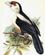 Black-backed Barbet (macclounii)