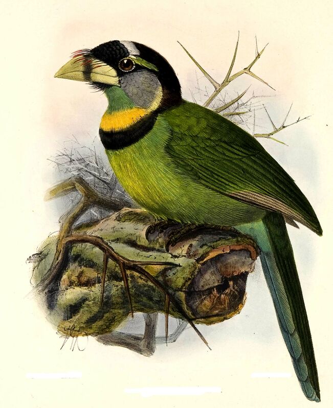 Fire-tufted Barbet