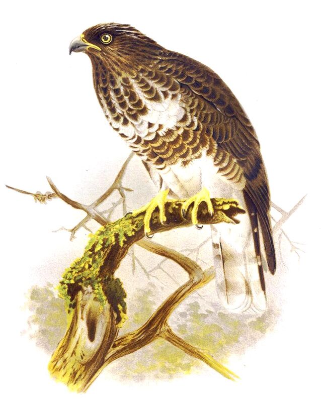 Madagascan Cuckoo-Hawk