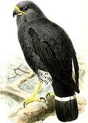 Plumbeous Hawk