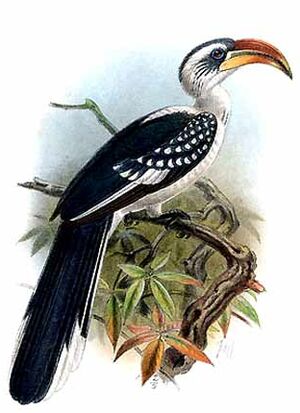Jackson's Hornbill