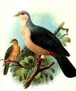 Buru Mountain Pigeon