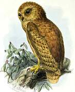Rufous Fishing Owl