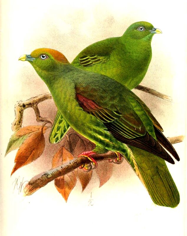 Whistling Green Pigeon