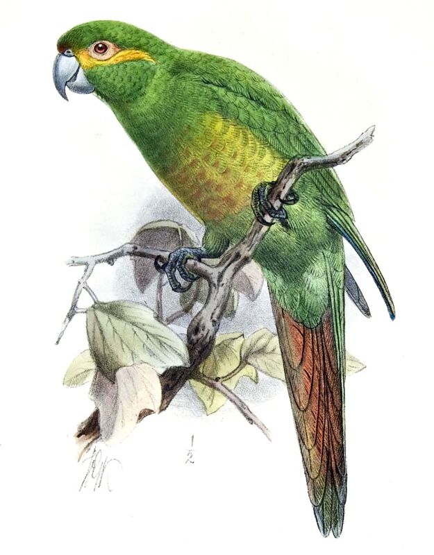 Golden-plumed Parakeet