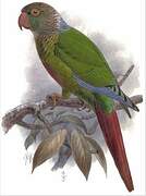 Green-cheeked Parakeet