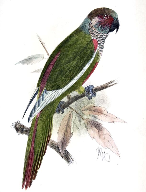 Venezuelan Parakeet