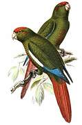 Rose-crowned Parakeet