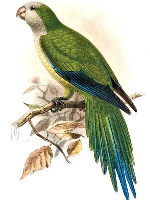 Conure veuve